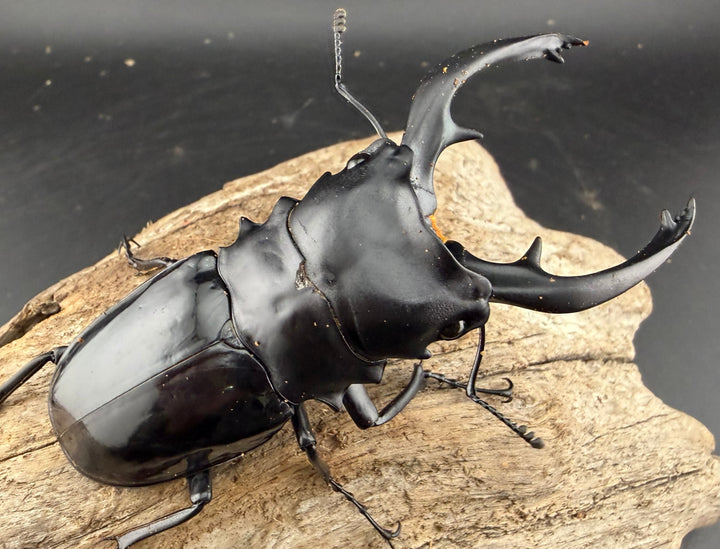 【WD】《インターメディアツヤクワガタ バタラザ産 97mm ペア》