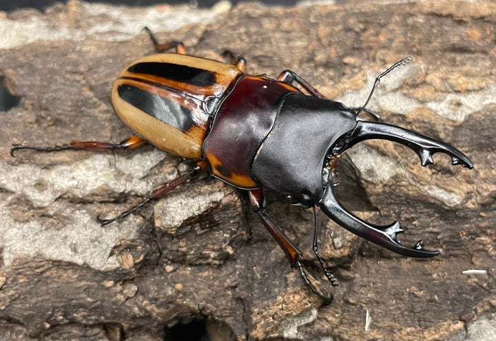 【WD】超特大《ラテラリスノコギリ亜種マイリーン 57mm ペア》