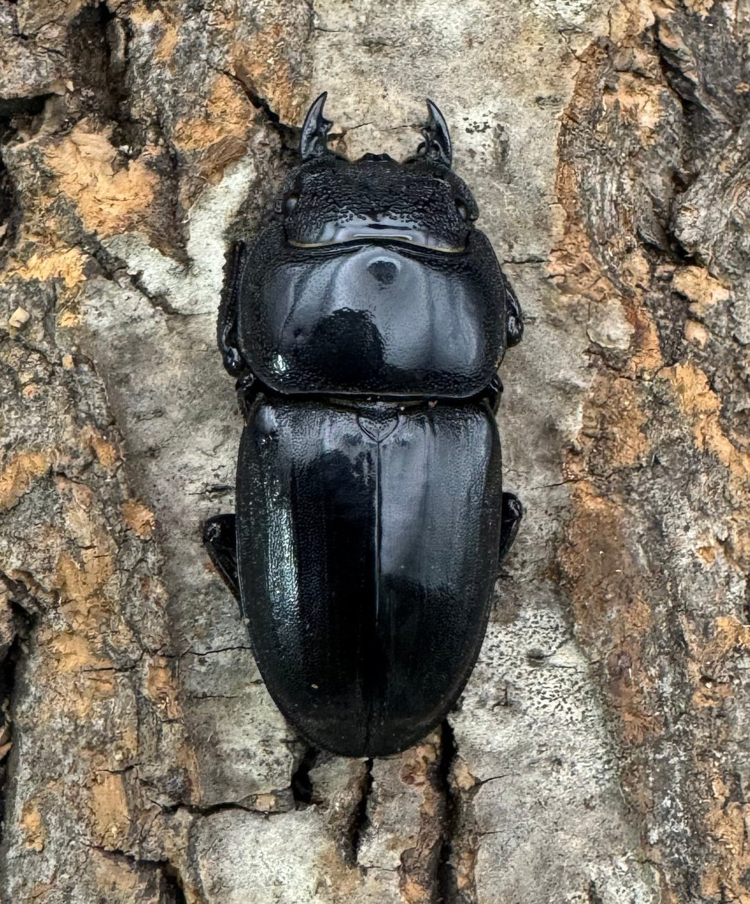 【WF1】即ブリ《マリンドッケヒラタ 89mm ペア》