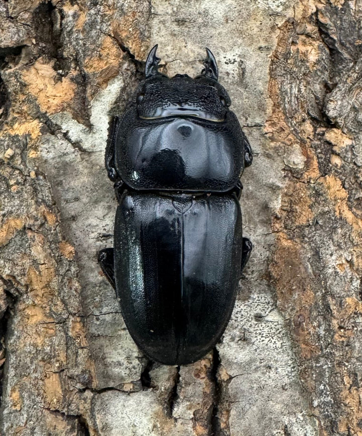 【WF1】即ブリ《マリンドッケヒラタ 89mm ペア》