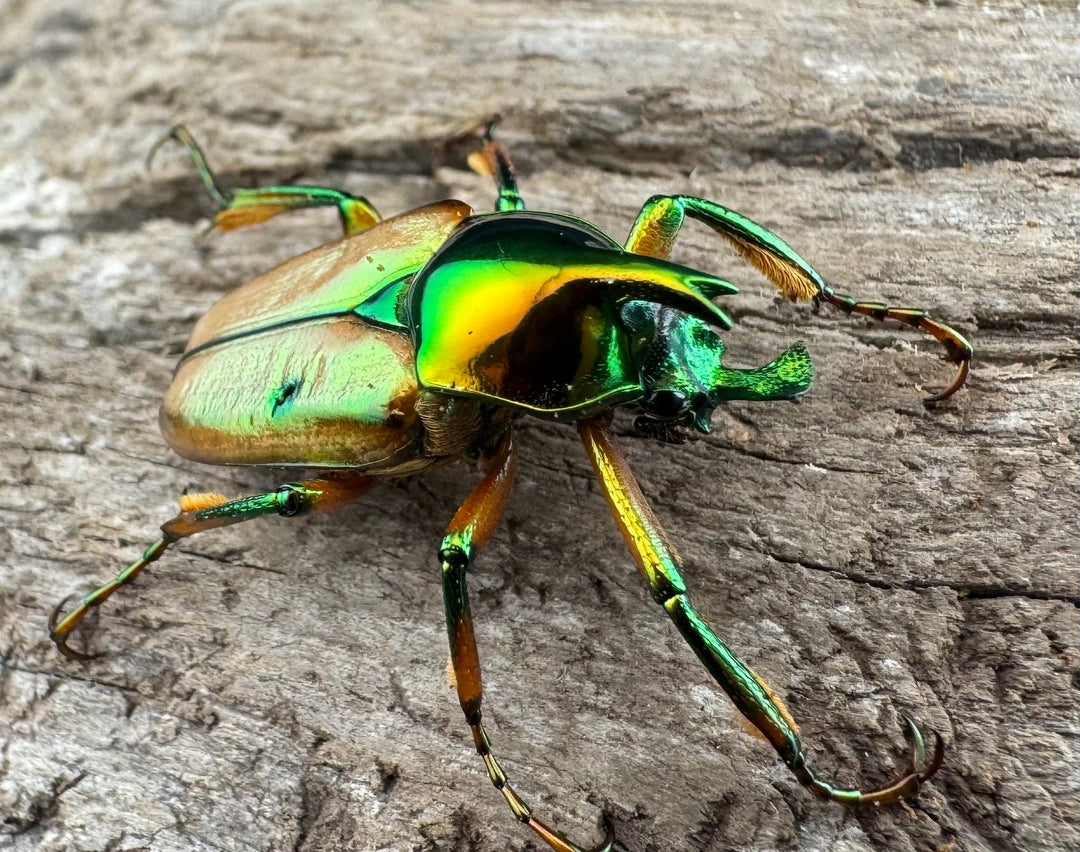 【WD】《モーニッケヒメカブトハナムグリ イフガオ産 Free ペア》②