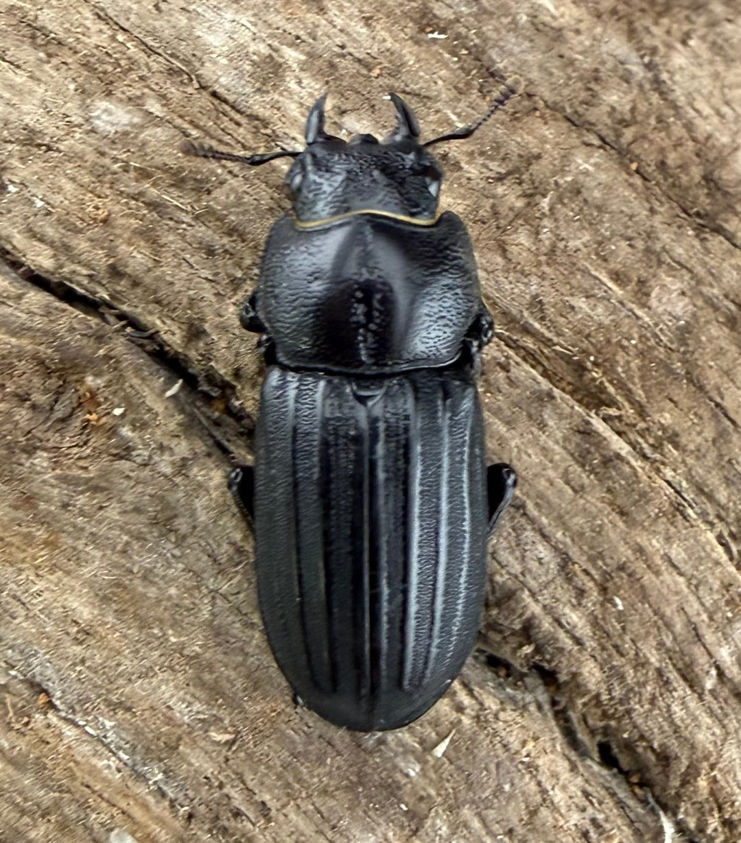 【WD】《アカヘリセスジ 27mm ペア》