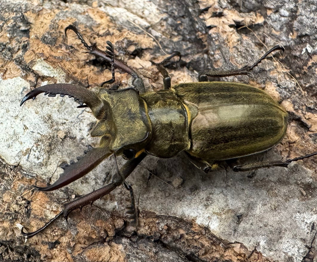 《メアレーミヤマ 36mm ペア》