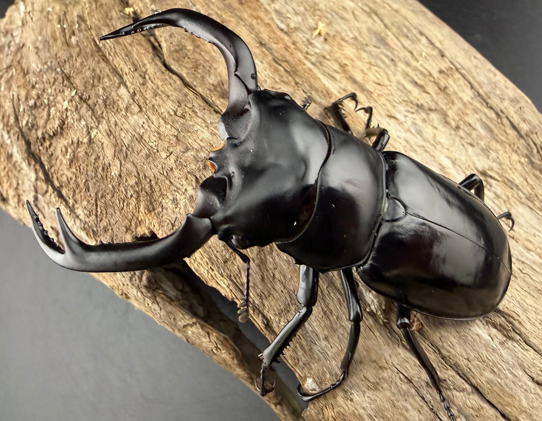 《ウエストウッディ亜種カズミアエ 74mm ペア》