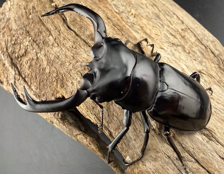 《ウエストウッディ亜種カズミアエ 74mm ペア》
