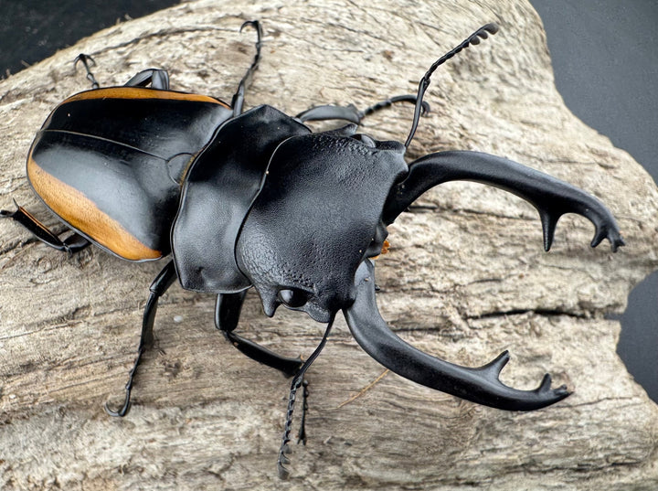 【WD】《スティーブンスツヤ亜種mamaesaensis 68mm ペア》