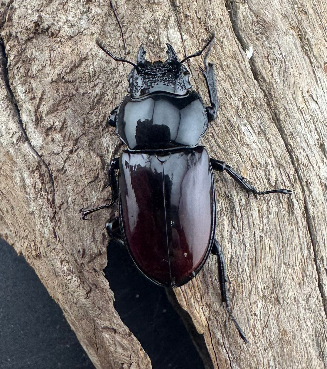 【WD】《オーベルチュールクロツヤシカ 50mm ペア》