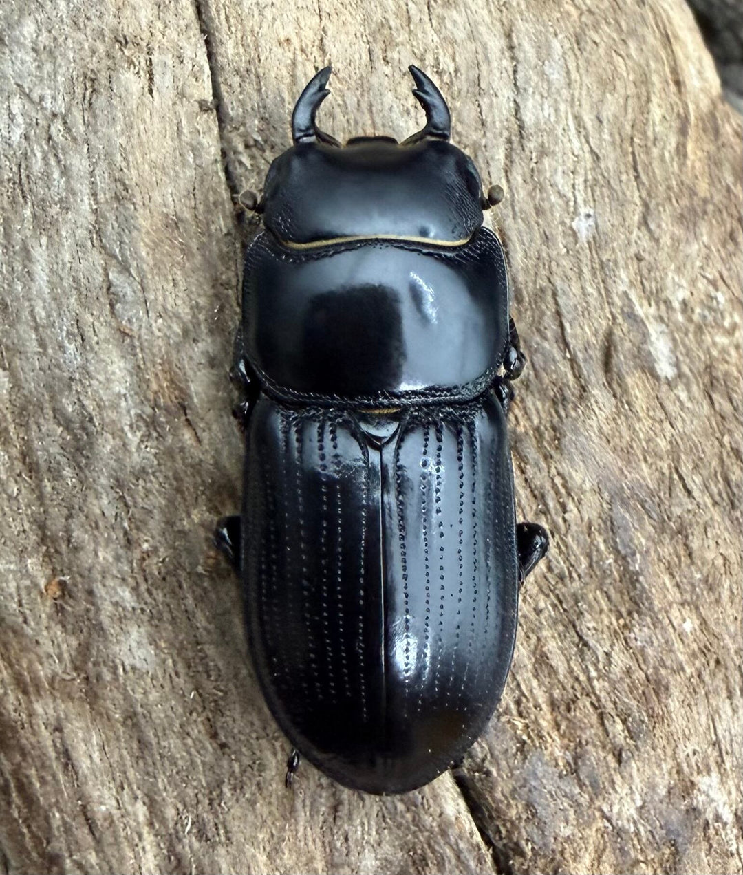 【WD】《ドルクス カツラ ssp.  雲南省産 22.5mm ♂♀♀トリオ》