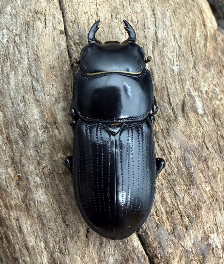 【WD】《ドルクス カツラ ssp.  雲南省産 22.5mm ♂♀♀トリオ》