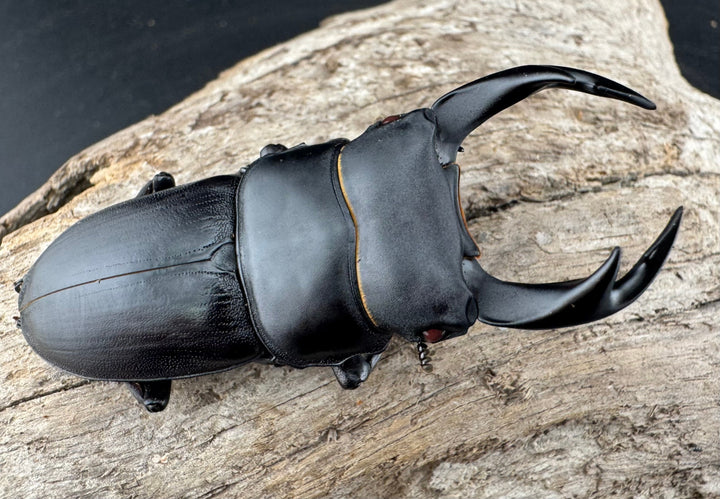 【赤目】《オオクワガタ レッドアイ 能勢産 57mm ペア》