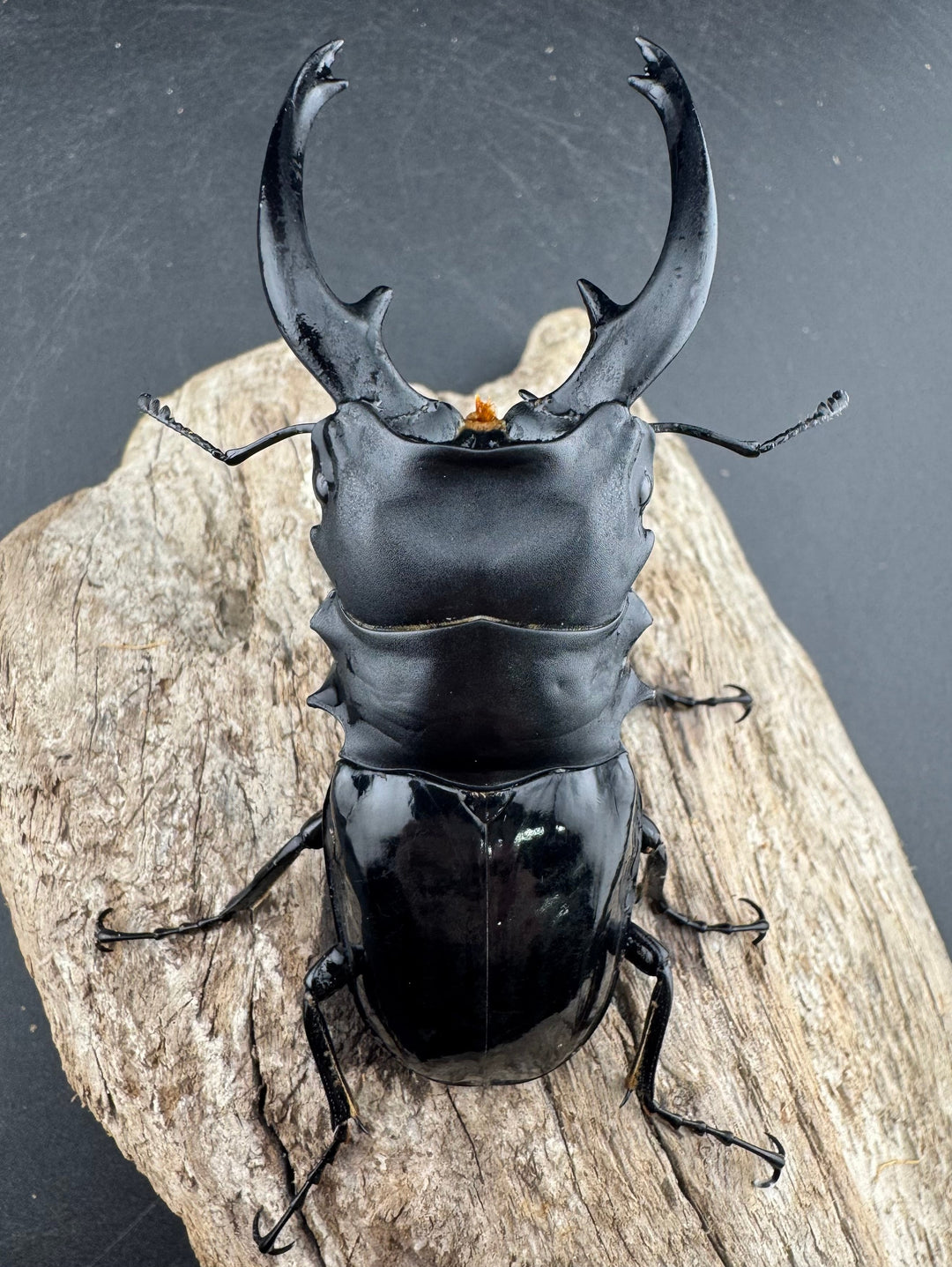 【WD】《インターメディアツヤクワガタ リサル産 93mm ペア》