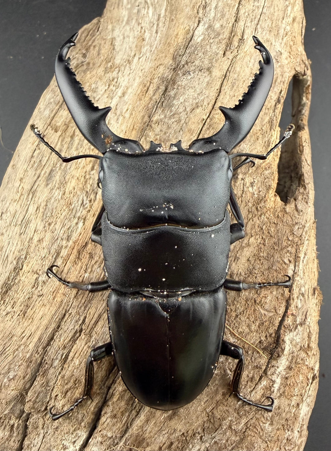 【WD】《パラワンオオヒラタ ガントン産 84mm ペア》