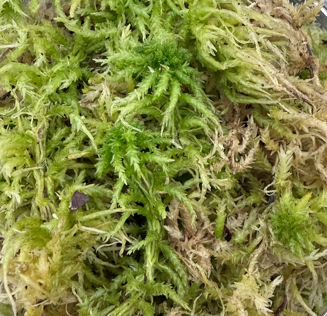 【2L】国産 摘み立て生水苔（生きた水苔）