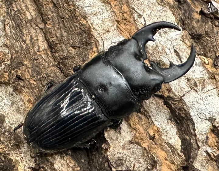 【WD】《フィリピンネブト Free ペア》