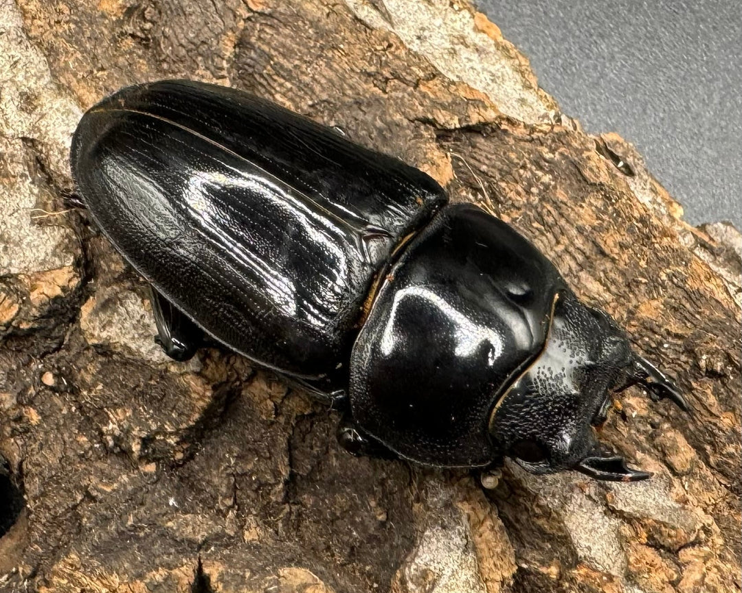 《オオクワガタ 川西血統 78mm ペア》ヒート氏ブリード個体