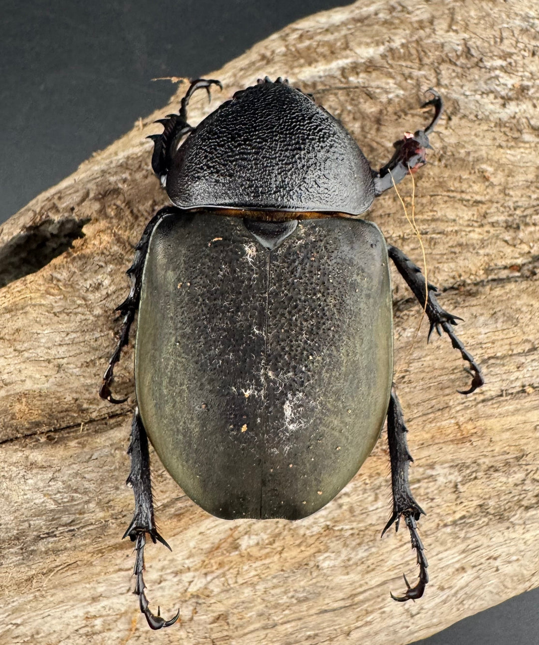 【WD】《ミンダナオアトラスオオカブト マラグサン産 97.5mm ペア》