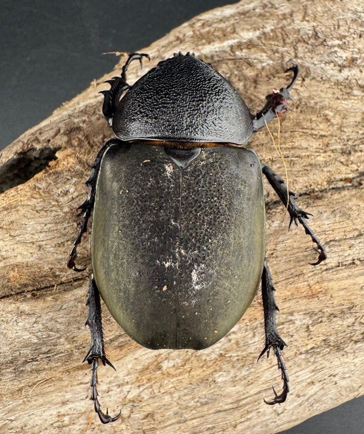 【WD】《ミンダナオアトラスオオカブト マラグサン産 97.5mm ペア》