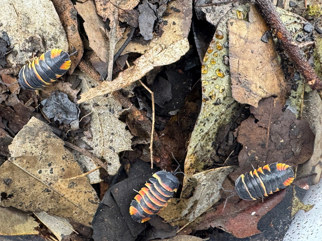 【CB】《メルラネラ エンビーバー Free 4頭セット》