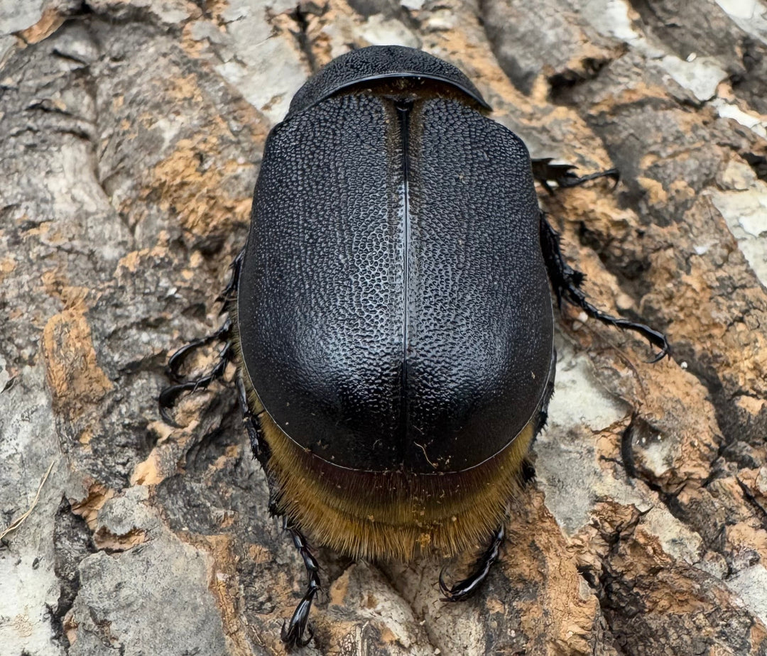 《サタンオオカブト 71mm ペア》