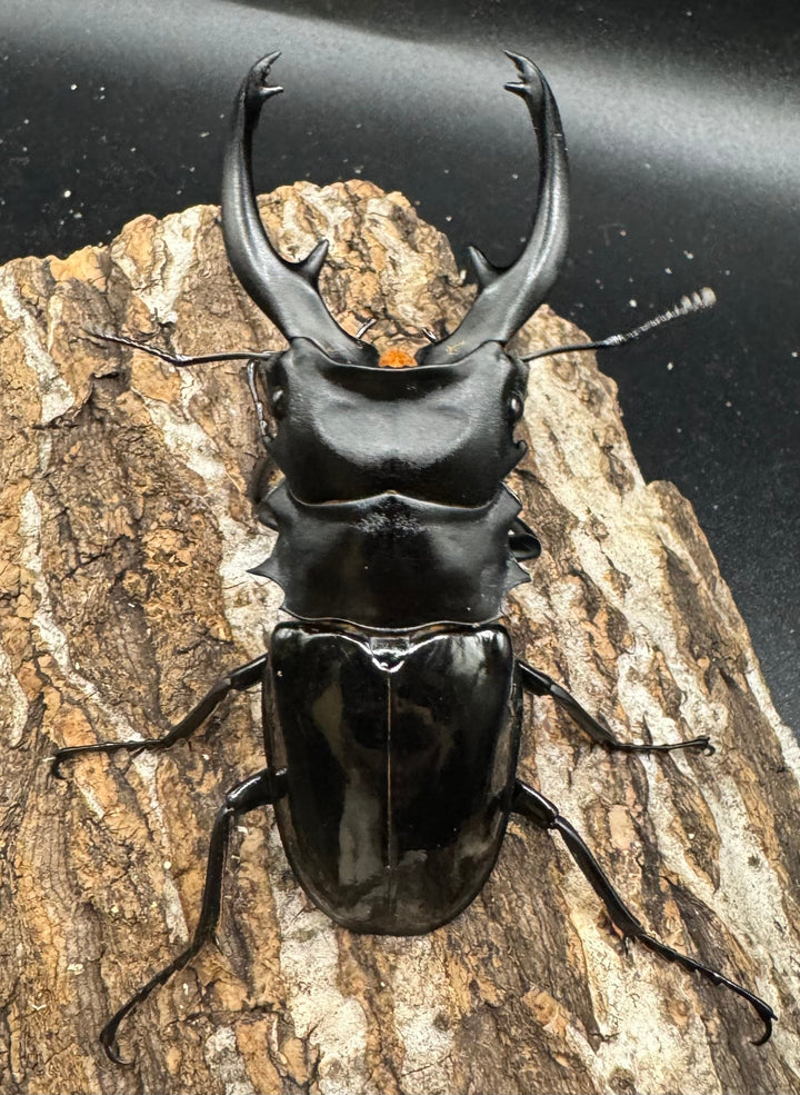 【WD】《インターメディアツヤクワガタ 91mm ペア》