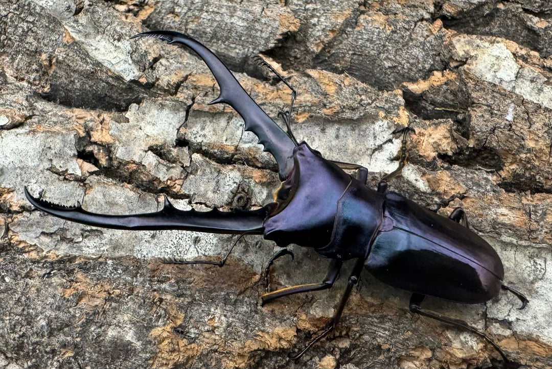 【美麗】即ブリ《メタリフェルホソアカ 70mm ペア》わたくわ氏ブリード個体