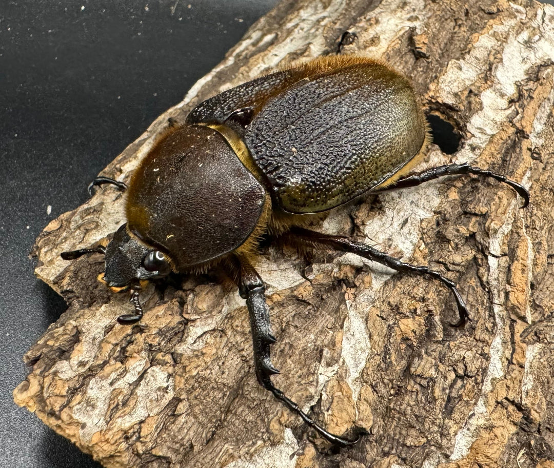 《ヘラクレス・ヘラクレス 126mm ペア》