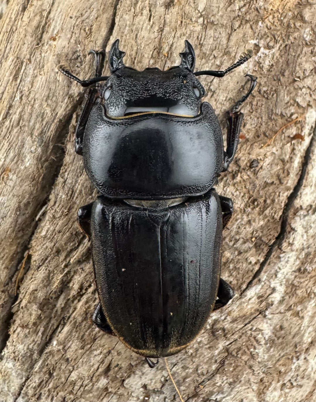 【WD】《西ペレンヒラタ（スラウェシオオヒラタ） 94mm ペア》