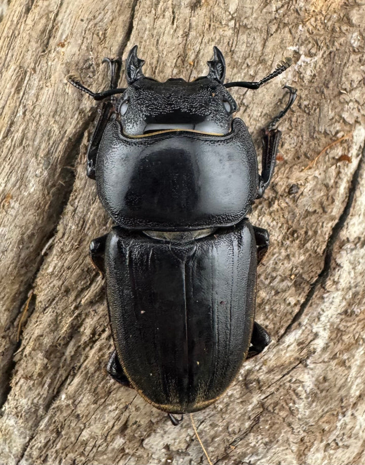 【WD】《西ペレンヒラタ（スラウェシオオヒラタ） 94mm ペア》