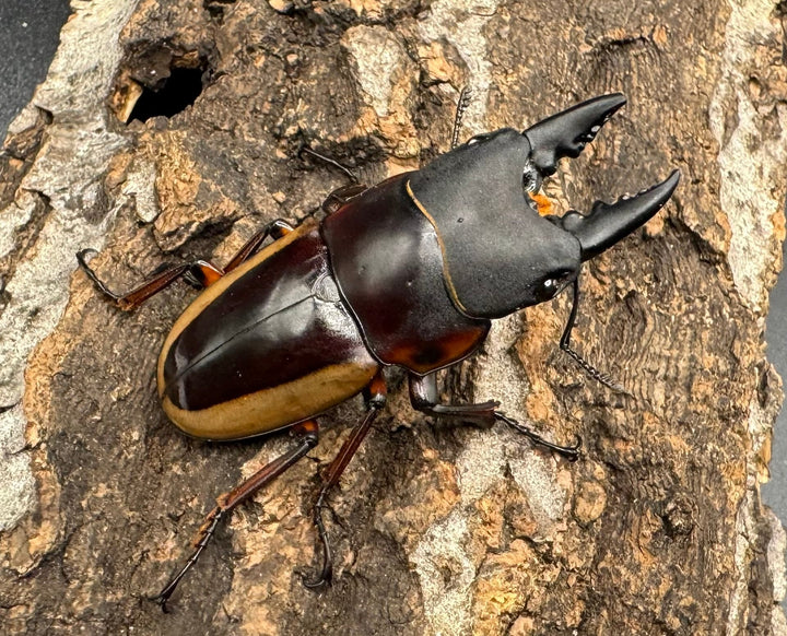 【WD】《ラテラリスノコギリ亜種アダチ 44.5mm ペア》