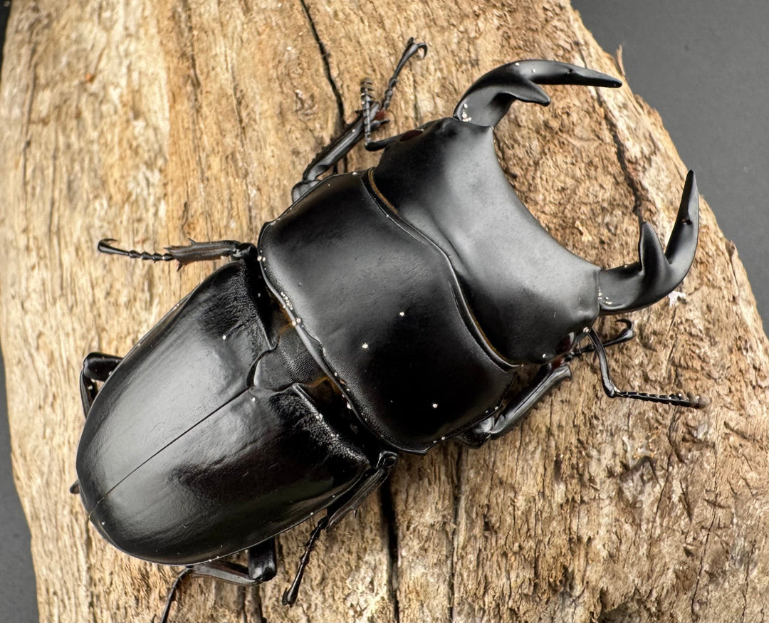 【WD】《グランディスオオクワ原名亜種 70mm ペア》