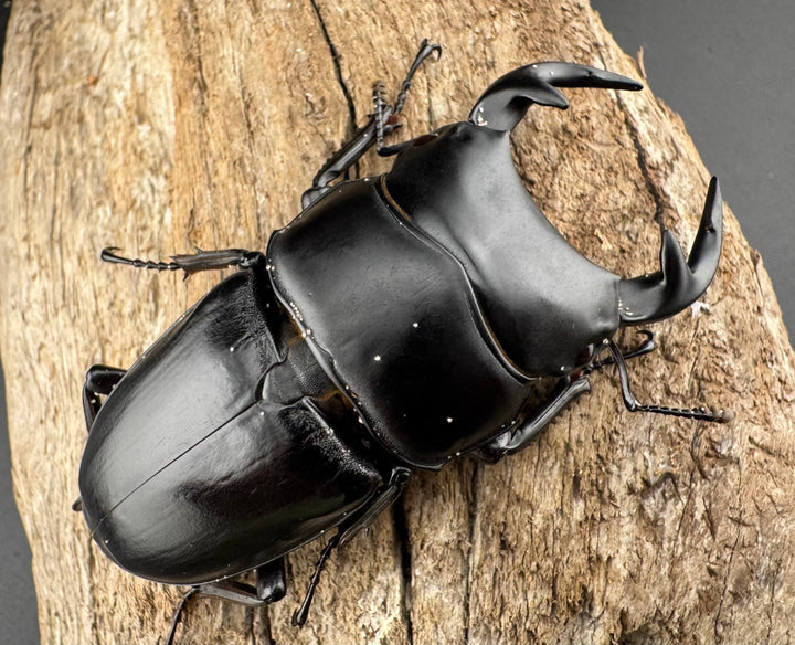 【WD】《グランディスオオクワ原名亜種 70mm ペア》