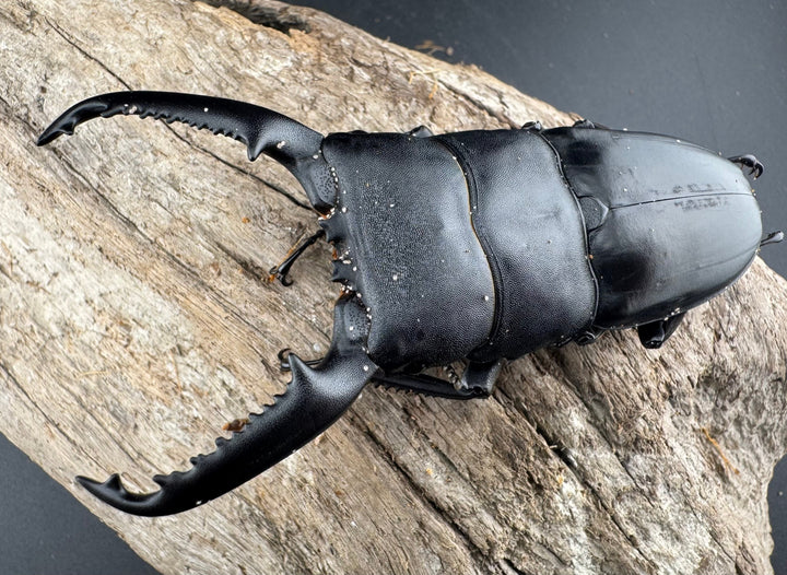 【WD】《パラワンオオヒラタ 91.5mm ペア》