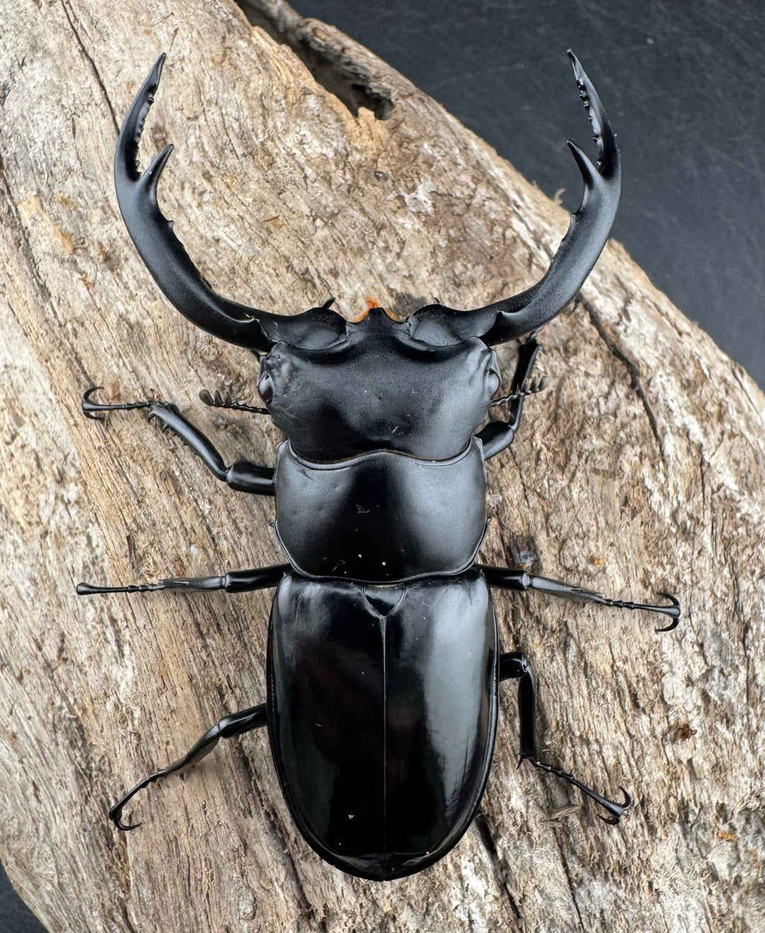 【WD】《ウエストウッディ亜種カズミアエ 雲南省産 71mm A’品ペア》