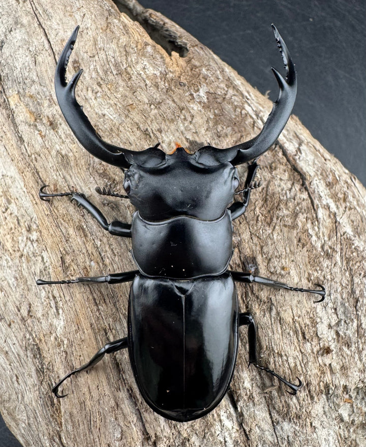 【WD】《ウエストウッディ亜種カズミアエ 雲南省産 71mm A’品ペア》