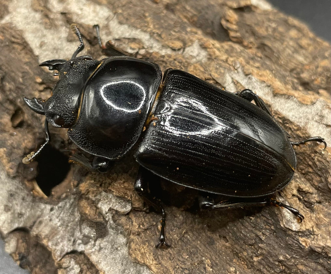 《ホペイオオクワガタ SL血統 74mm ペア》