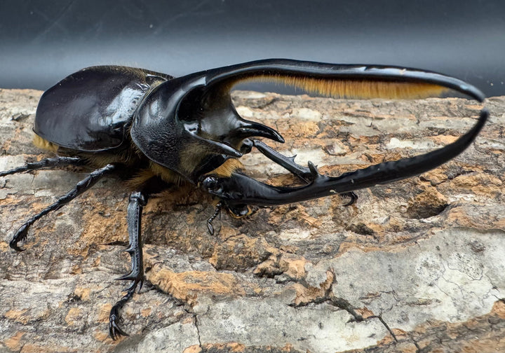 《ネプチューンオオカブト 117mm ペア》