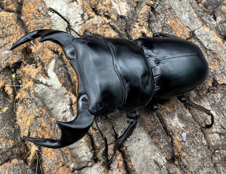 《マレーアンタエウス ドルクスマンB血統 74mm ペア》