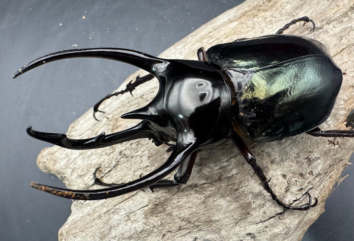 【WD】《ジャワコーカサスオオカブト 97.5mm ペア》