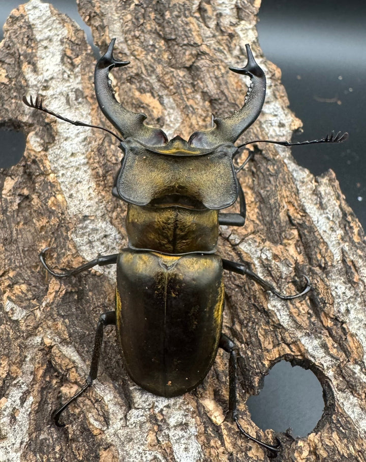 【WD】《セリケウスミヤマ原名亜種 66mm ペア》