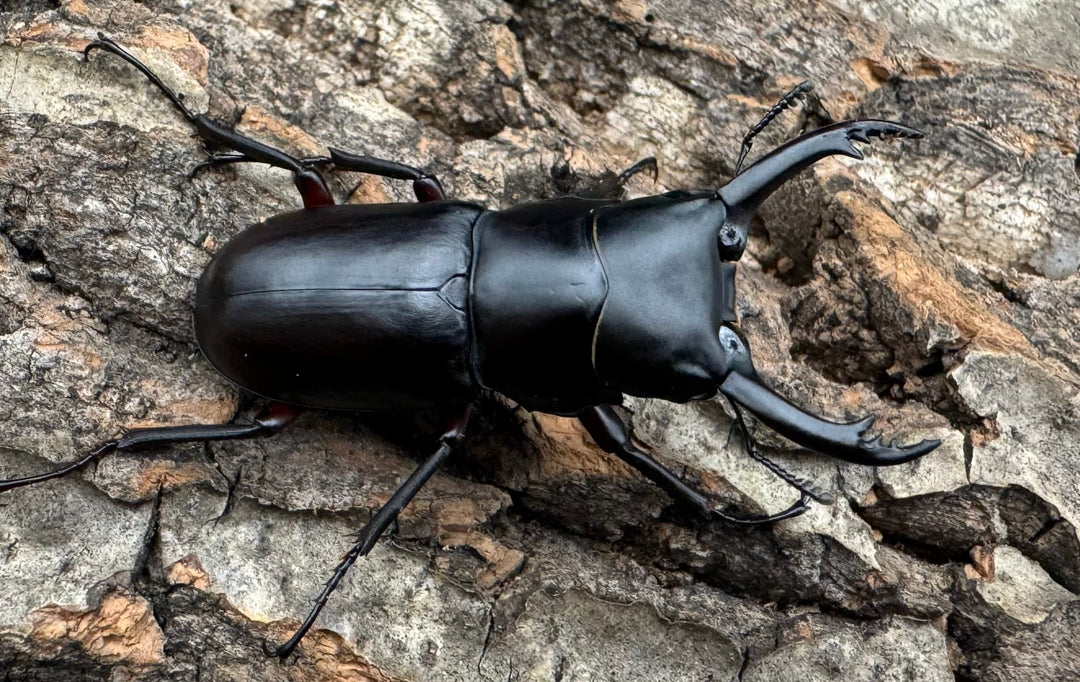 【WD】《アカアシクワガタ 山梨県産 ペア》