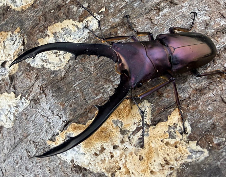 《メタリフェルホソアカ亜種フィナエ パープル系 60mm ペア》