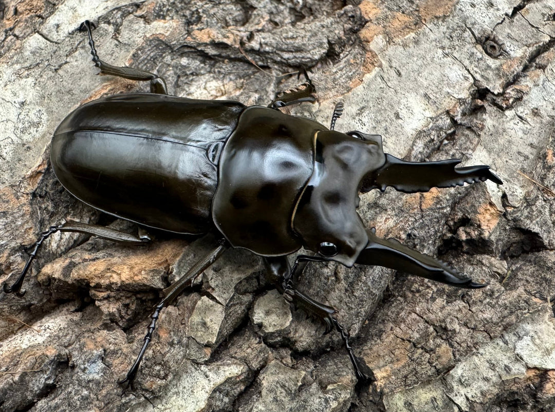 《ババオウゴンオニクワガタ 65mm ペア》