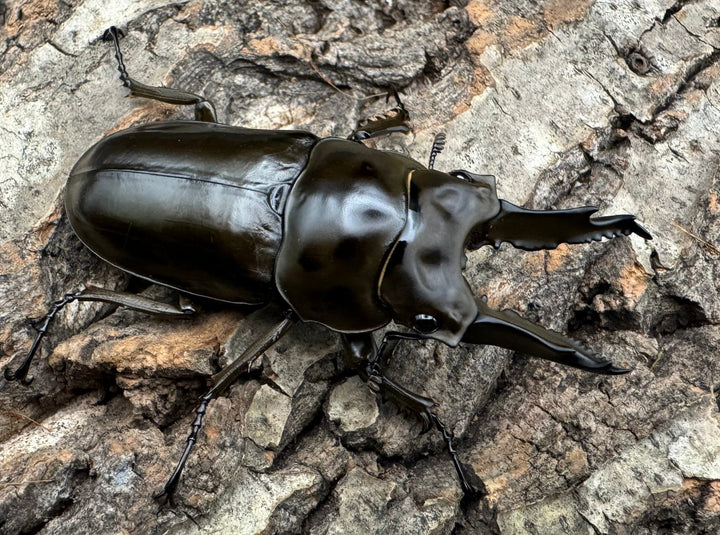《ババオウゴンオニクワガタ 65mm ペア》