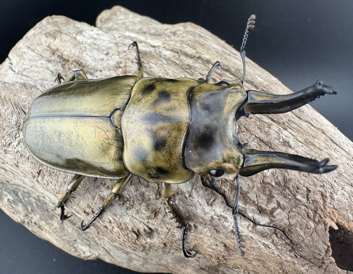 【F0】《ローゼンベルグオウゴンオニクワガタ 71mm ペア》