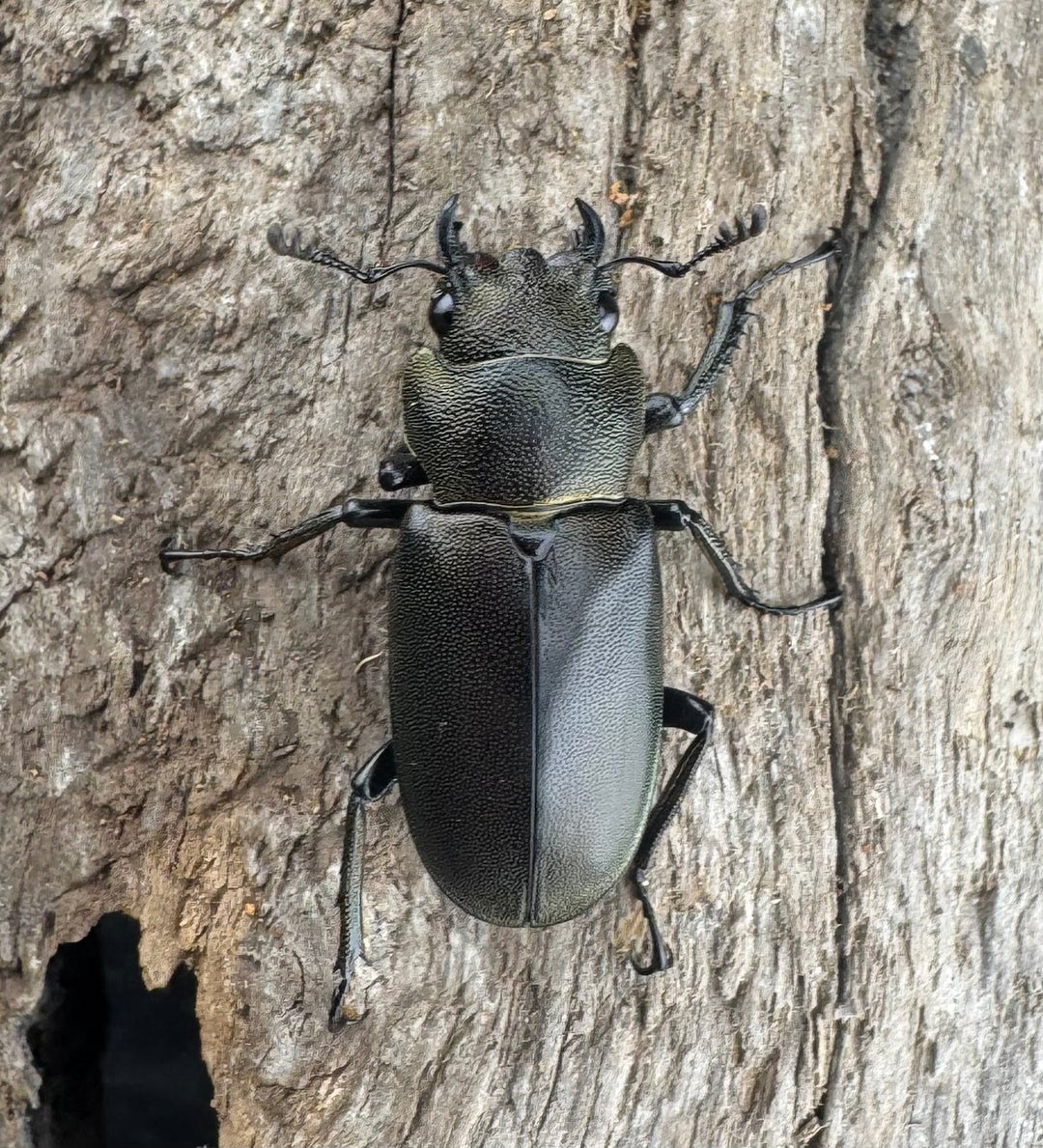 【WD】《メタリフェルホソアカ亜種finae 84mm ペア》