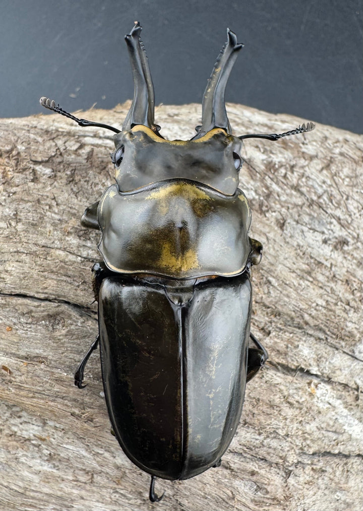 【F0】《ローゼンベルグオウゴンオニクワガタ 71mm ペア》