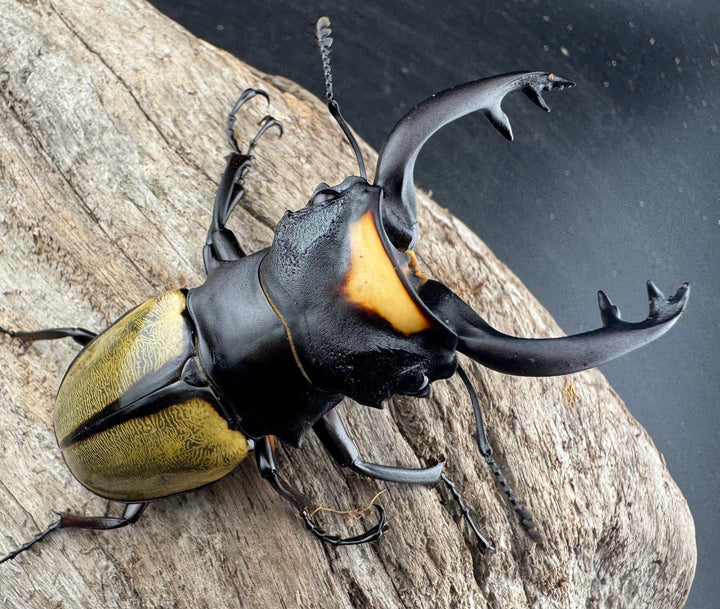 【WD】《ラコダールツヤクワガタ 73mm ペア》