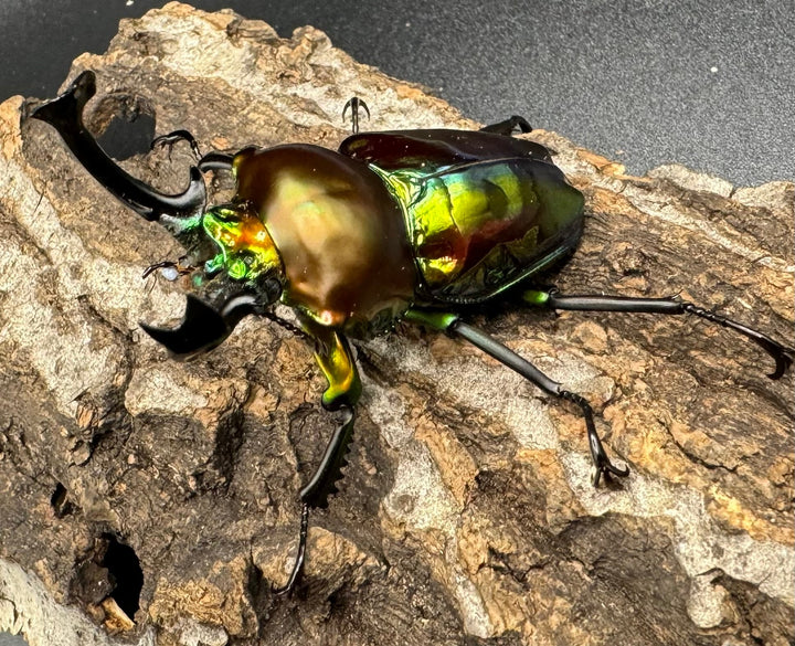 《ニジイロクワガタ 59mm ペア》