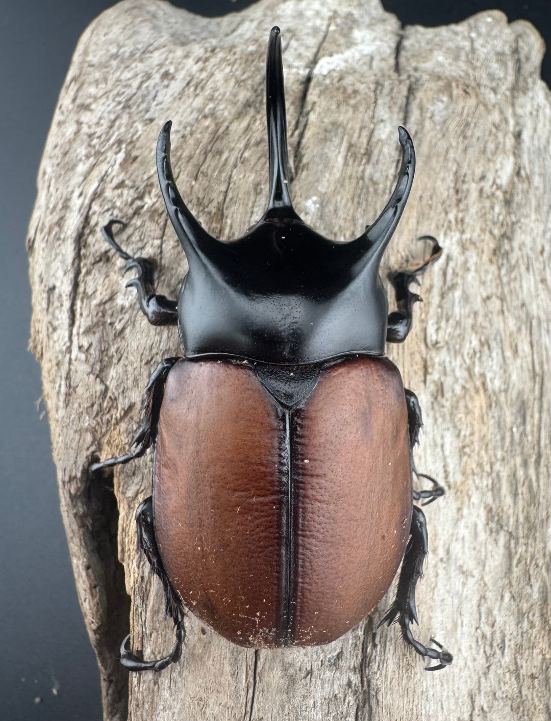 【WD】《サンボンヅノカブト 62mm ペア》