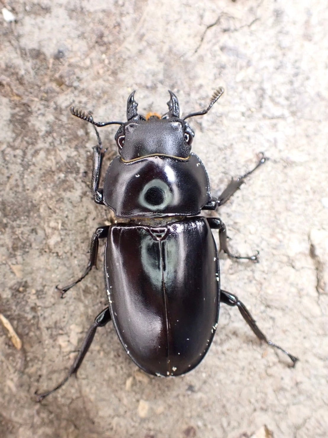 【WD】超貴重種《アドゥンクスフタマタミャンマー北部亜種 39mm ♂♀♀トリオ》